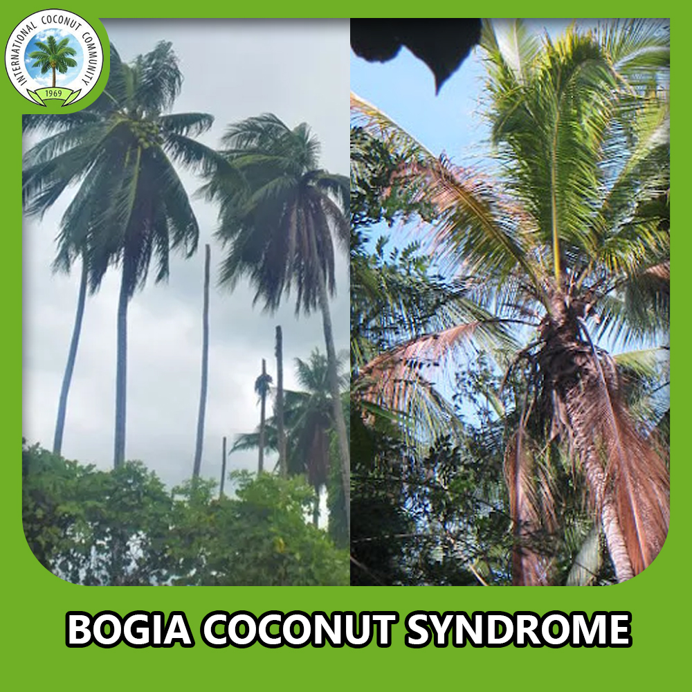 Bogia Coconut Syndrome