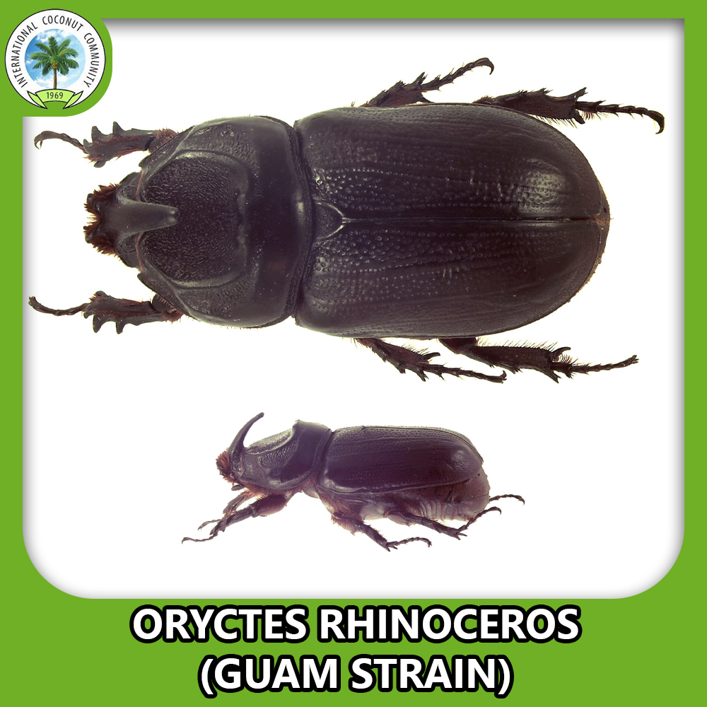 Coconut rhinoceros beetle