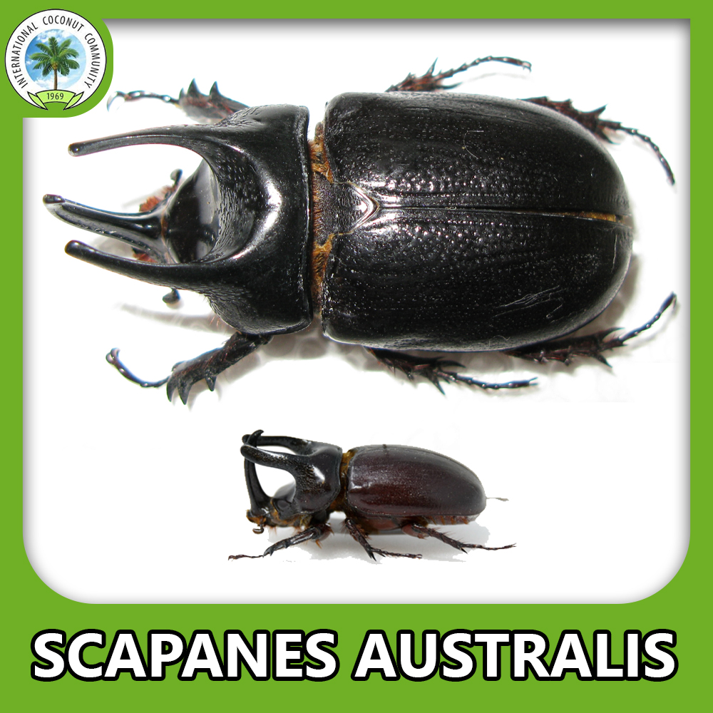 Melanesian rhinoceros beetle or rhinoceros beetle